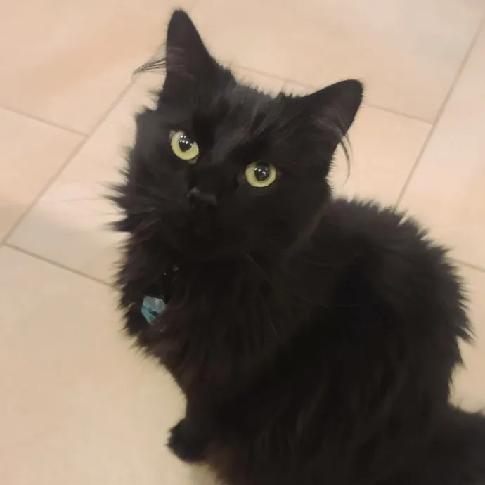 Velvet Paw Concierge photo 3