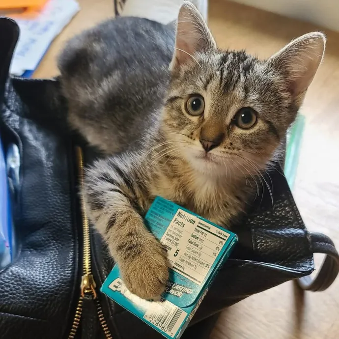 Velvet Paw Concierge photo 2