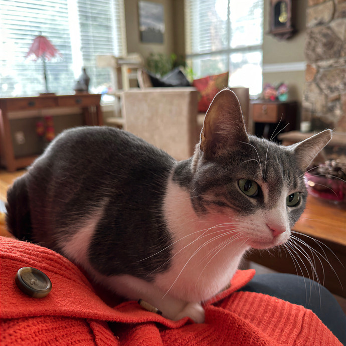 Billies Kitten Sittin