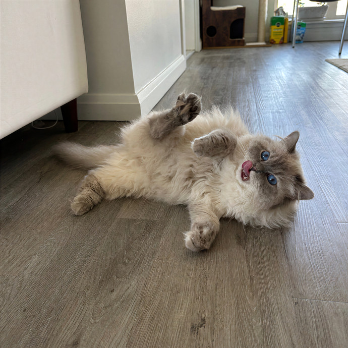 Billies Kitten Sittin