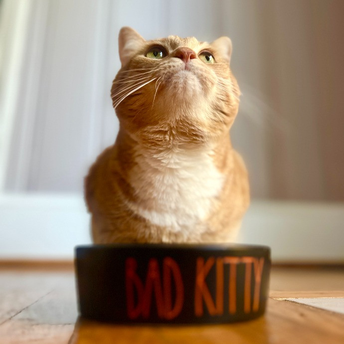 Lifelong Kitty Lover And Cat Mom