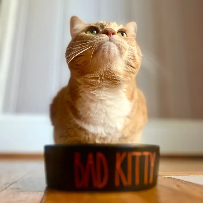 Lifelong Kitty Lover And Cat Mom
