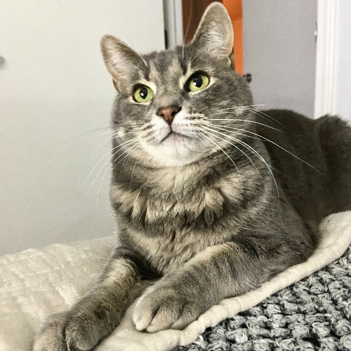 Lifelong Kitty Lover And Cat Mom