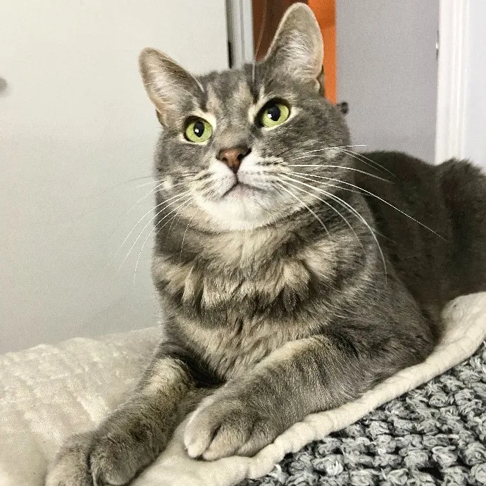 Lifelong Kitty Lover And Cat Mom