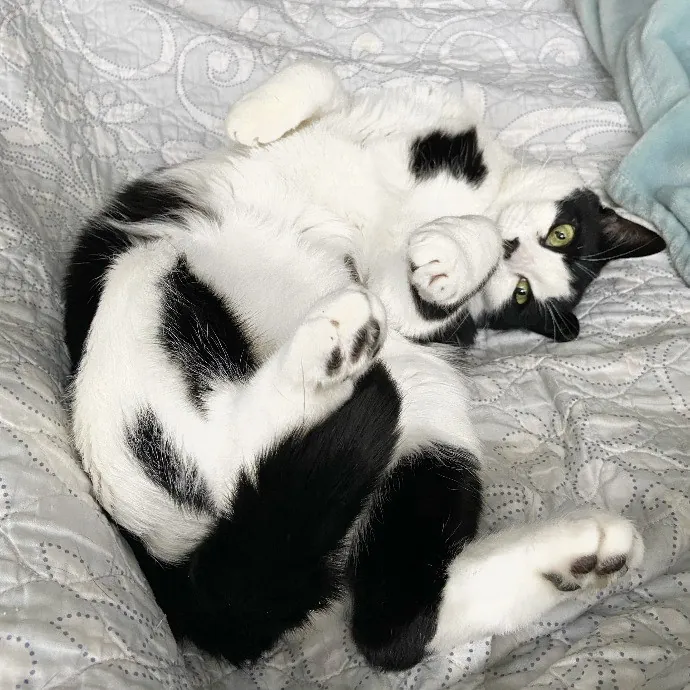 Lifelong Kitty Lover And Cat Mom