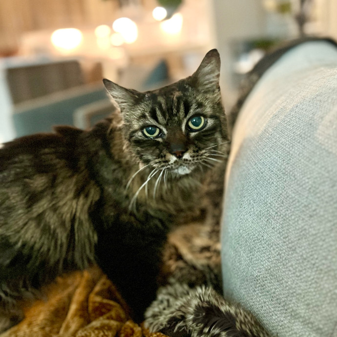 Lifelong Kitty Lover And Cat Mom