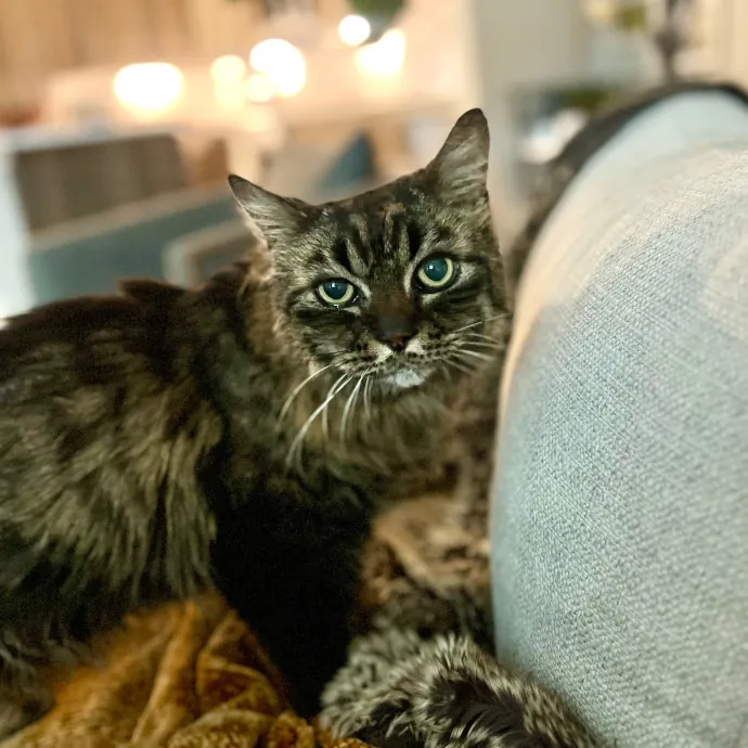 Lifelong Kitty Lover And Cat Mom