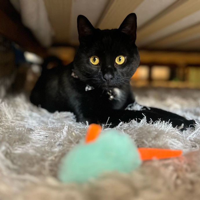 Lifelong Kitty Lover And Cat Mom