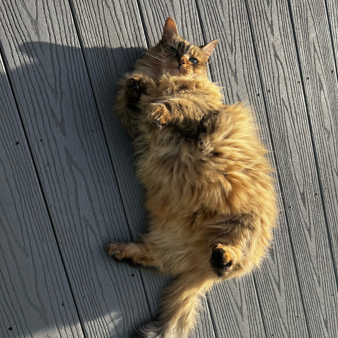 Lifelong Kitty Lover And Cat Mom