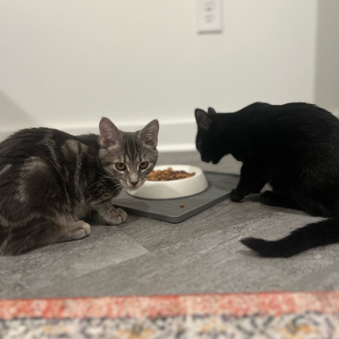 Lifelong Kitty Lover And Cat Mom photo 3
