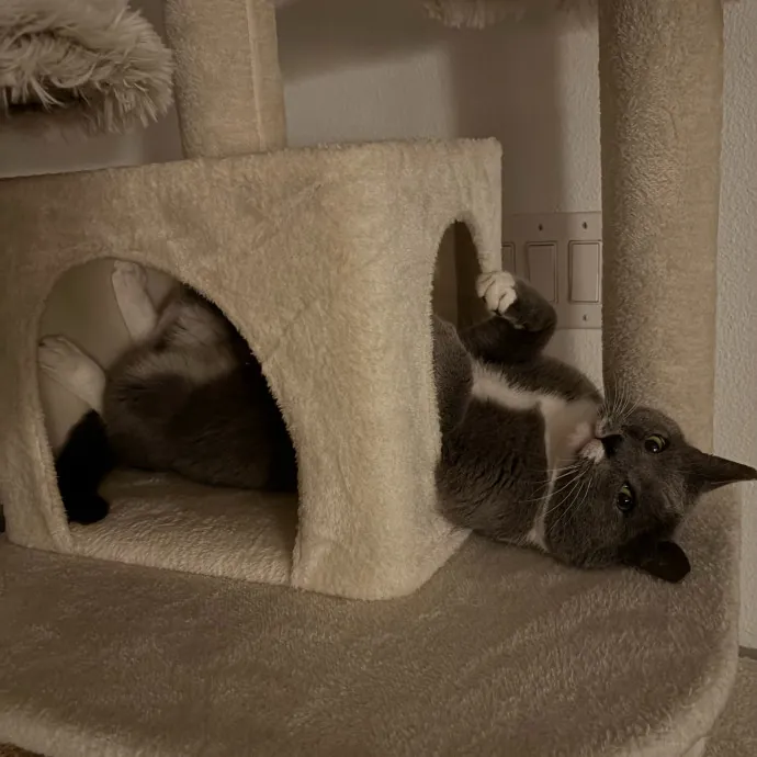 Jyllian's Catsitting