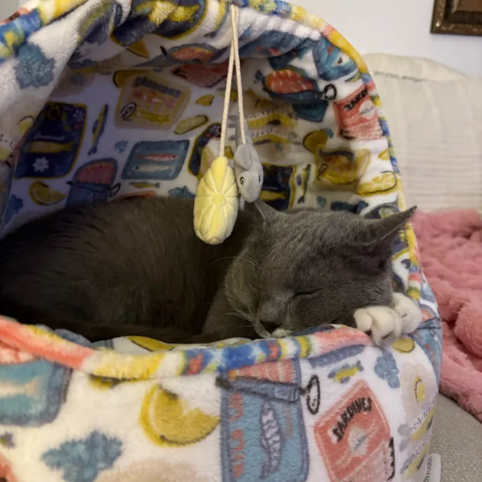 Jyllian's Catsitting