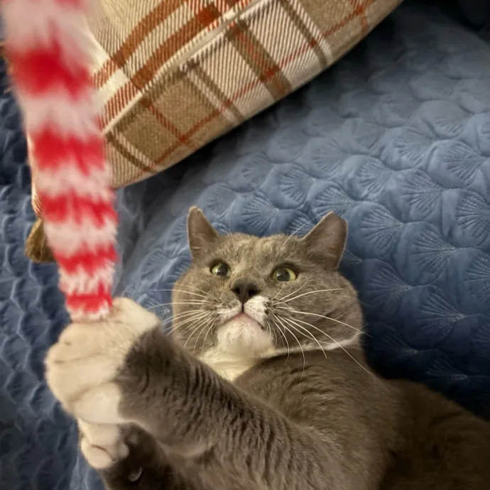 Jyllian's Catsitting
