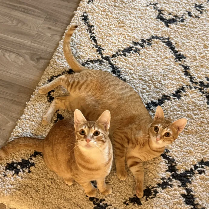 Jyllian's Catsitting