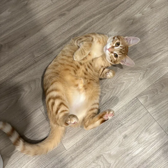 Jyllian's Catsitting photo 4