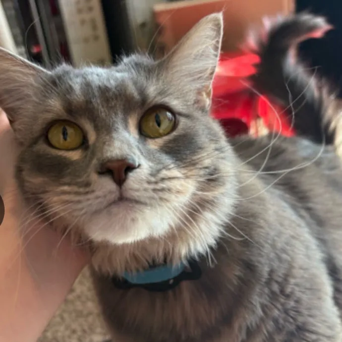 Jyllian's Catsitting photo 3