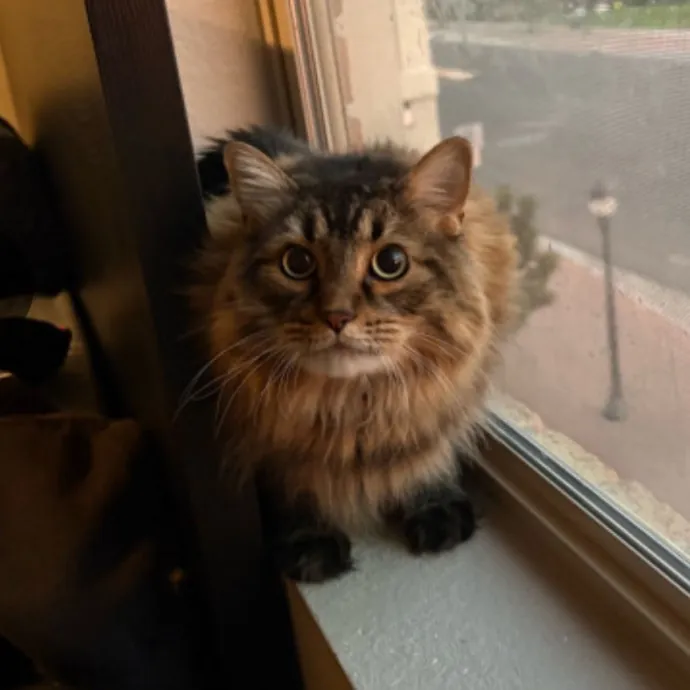 Jyllian's Catsitting photo 2