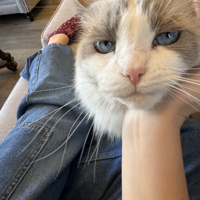 Curious Cat Co