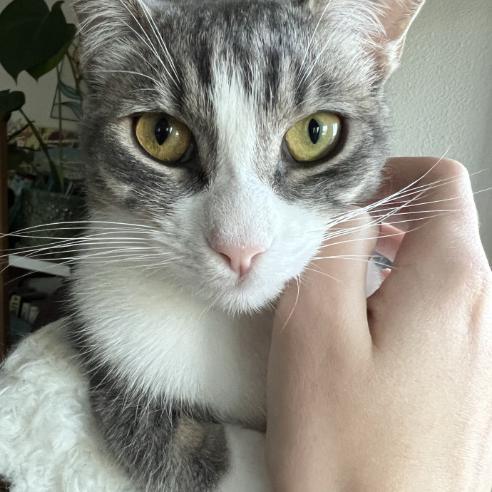Curious Cat Co photo 2