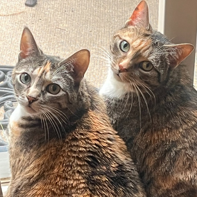 Ashleigh's Awesome Cat Sitting Service