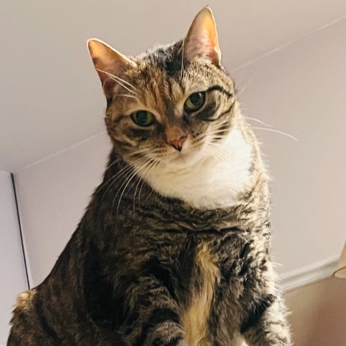 Ashleigh's Awesome Cat Sitting Service