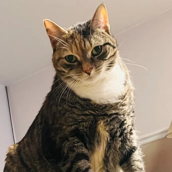 Ashleigh's Awesome Cat Sitting Service