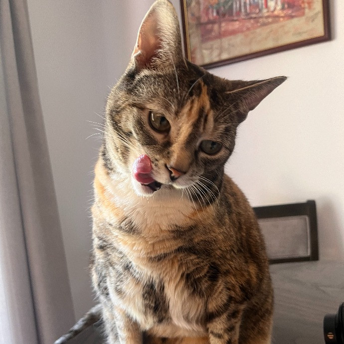 Ashleigh's Awesome Cat Sitting Service