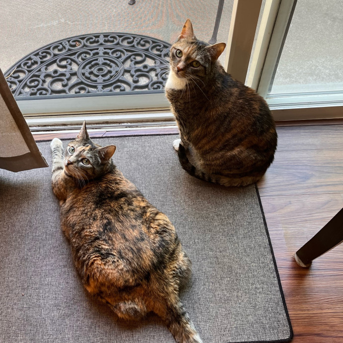 Ashleigh's Awesome Cat Sitting Service