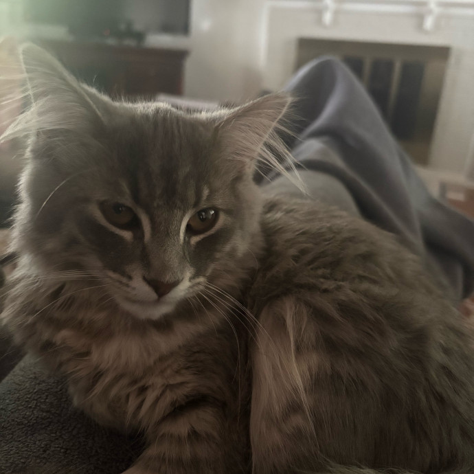 Ashleigh's Awesome Cat Sitting Service