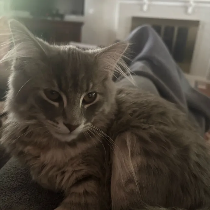 Ashleigh's Awesome Cat Sitting Service