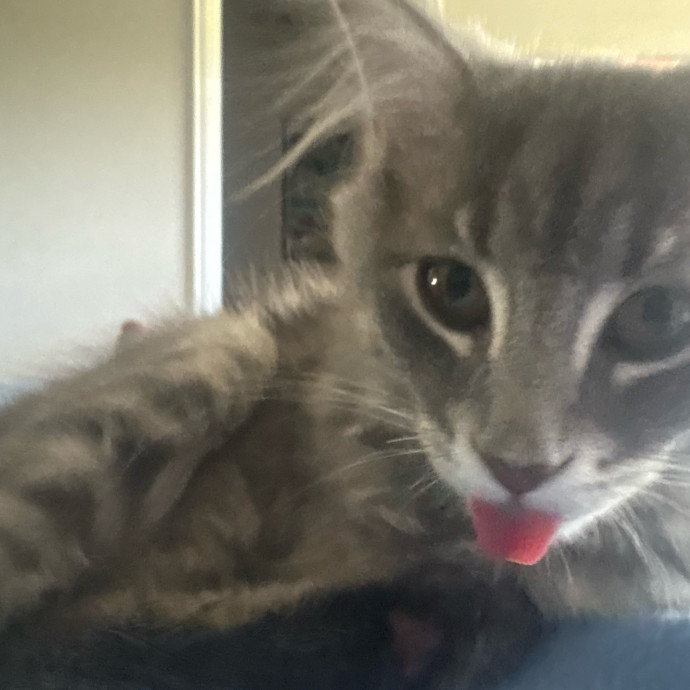 Ashleigh's Awesome Cat Sitting Service