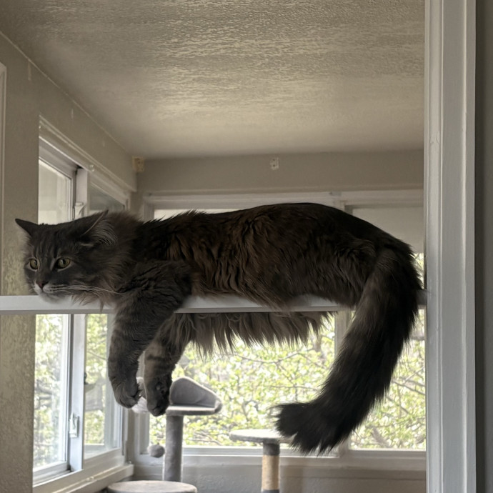 Ashleigh's Awesome Cat Sitting Service