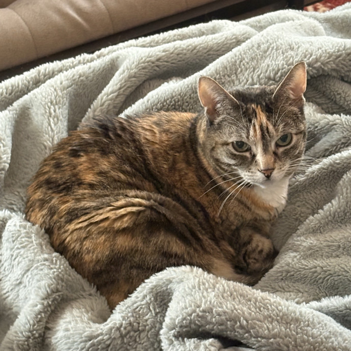 Ashleigh's Awesome Cat Sitting Service photo 3