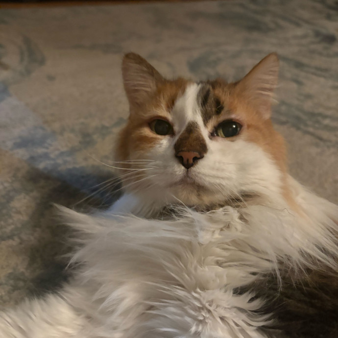Ashleigh's Awesome Cat Sitting Service photo 2