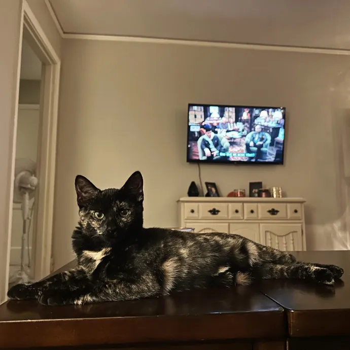 Erin's Purrrfect Memphis Cat Sitting