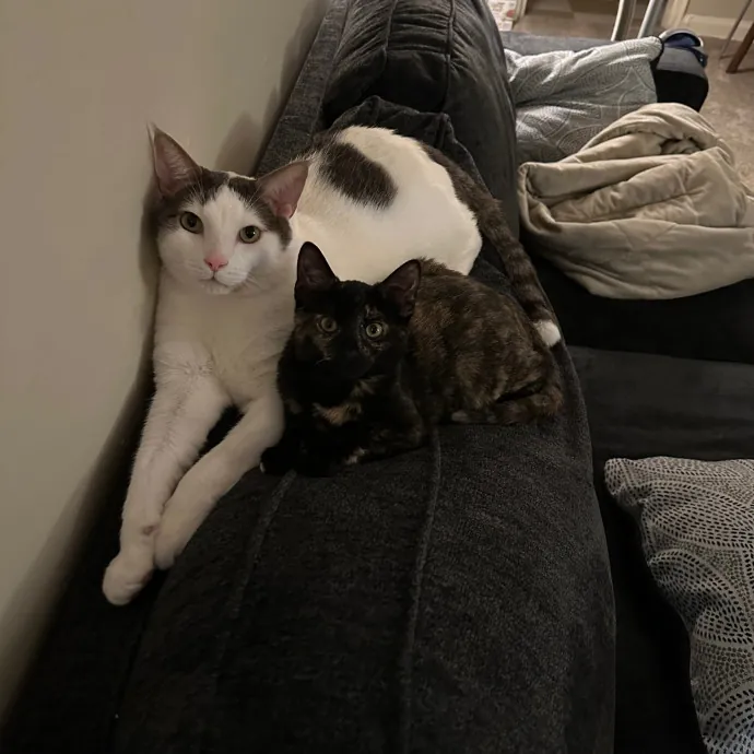 Erin's Purrrfect Memphis Cat Sitting