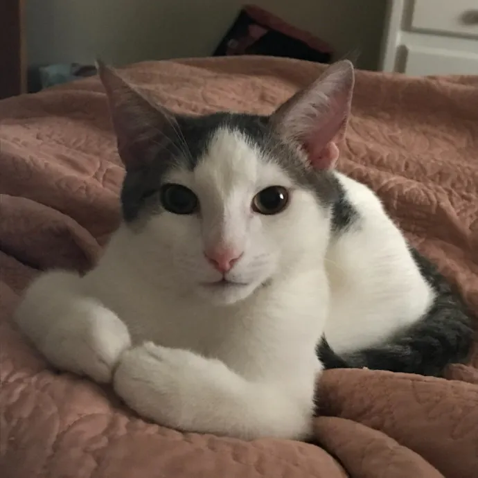 Erin's Purrrfect Memphis Cat Sitting