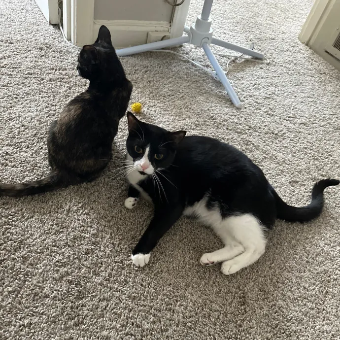 Erin's Purrrfect Memphis Cat Sitting
