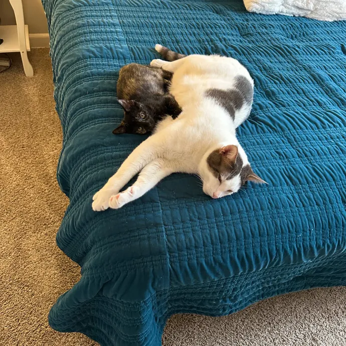 Erin's Purrrfect Memphis Cat Sitting