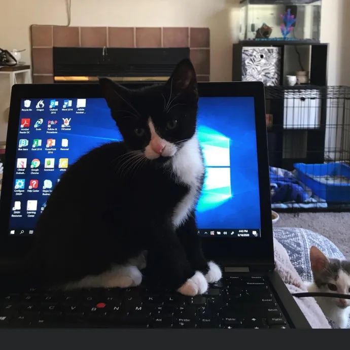 Erin's Purrrfect Memphis Cat Sitting photo 4