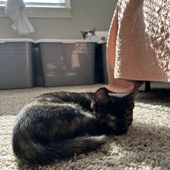Erin's Purrrfect Memphis Cat Sitting photo 3