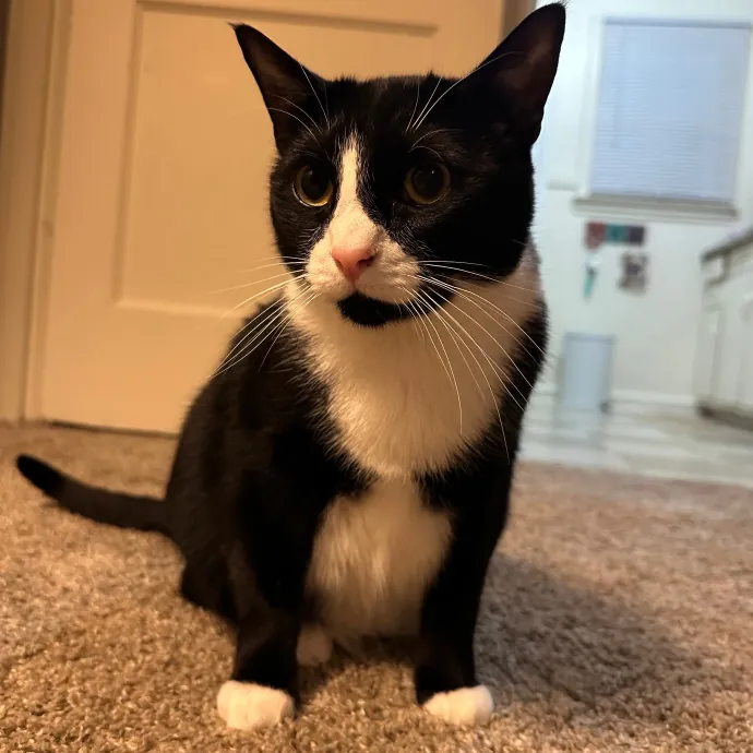 Erin's Purrrfect Memphis Cat Sitting photo 2