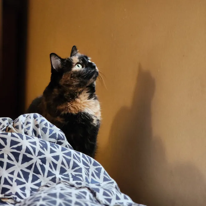 Amy The Cat Whisperer