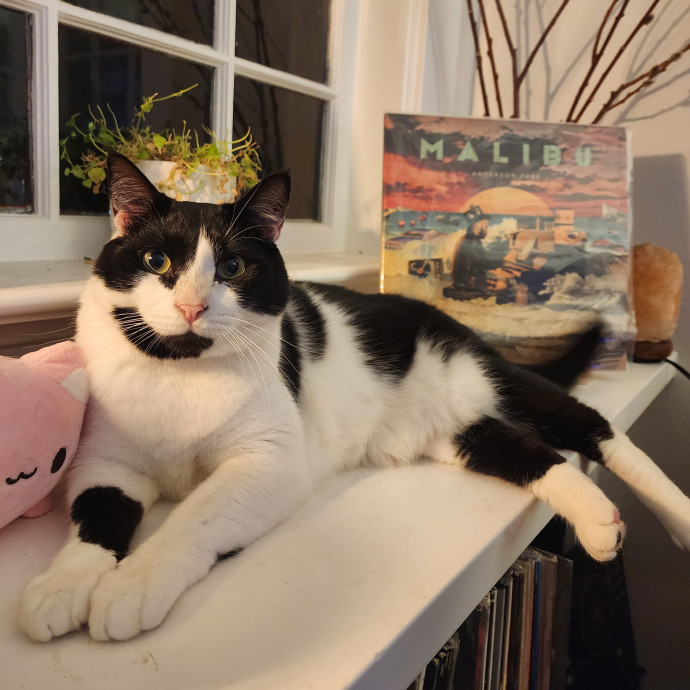 Amy The Cat Whisperer