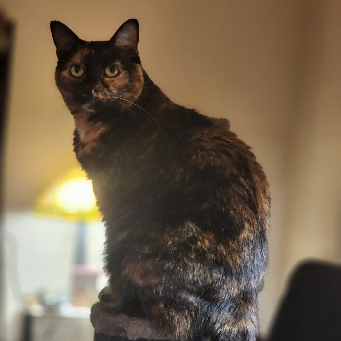 Amy The Cat Whisperer photo 3