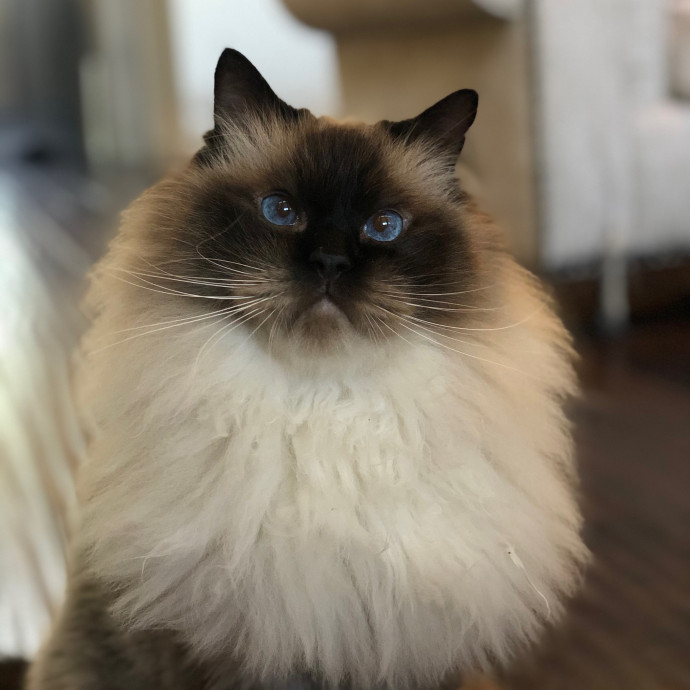 Cecilia's Cat Care