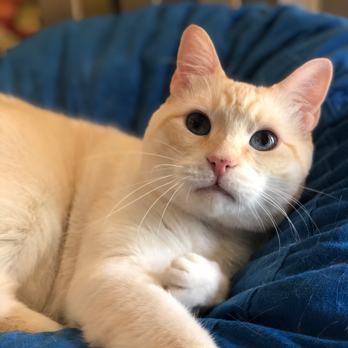 Cecilia's Cat Care
