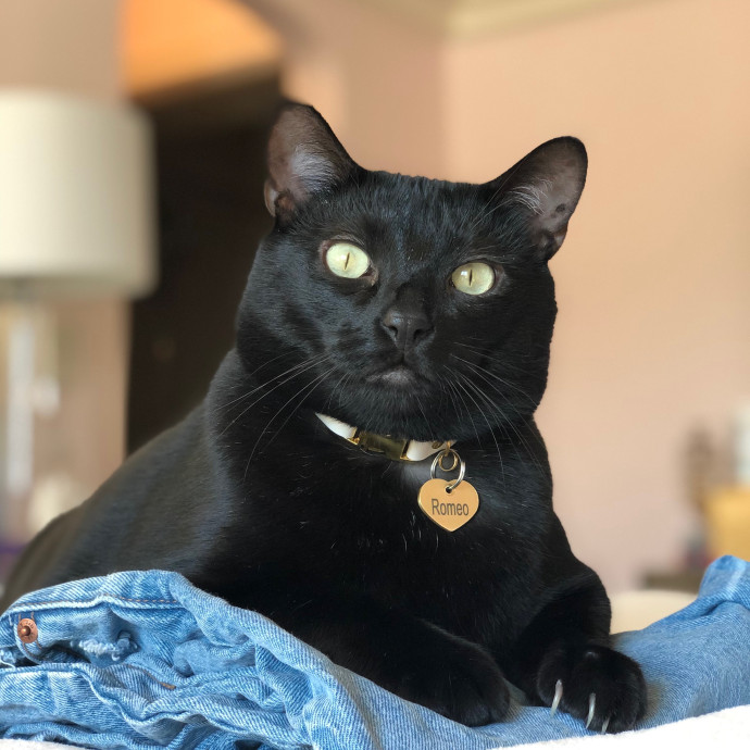 Cecilia's Cat Care