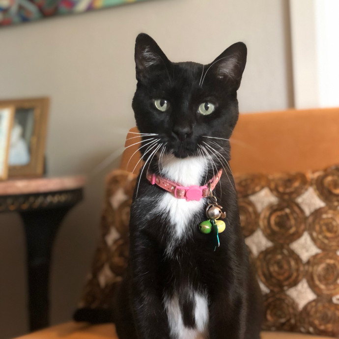 Cecilia's Cat Care