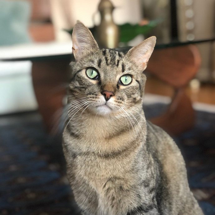 Cecilia's Cat Care